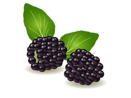 vector illustration   Boysenberries on white backgroundのイラスト素材