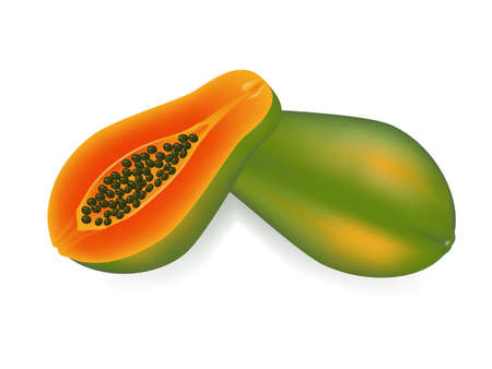 vector illustration   papaya on white backgroundのイラスト素材