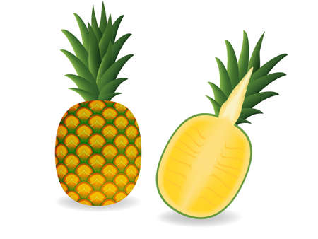 vector illustration    pineapple on white backgroundのイラスト素材