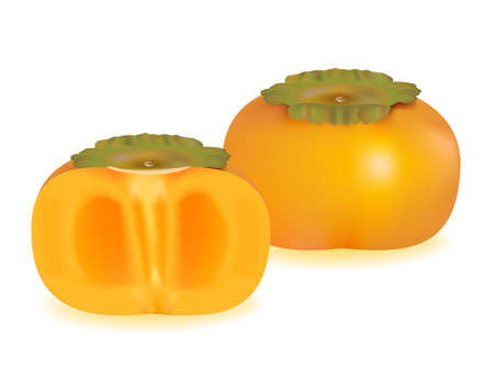 vector illustration . Persimmons on white backgroundのイラスト素材