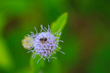 Little wild purple flowers in a meadow の写真素材