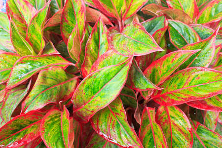 Background of red   green leaves  の写真素材