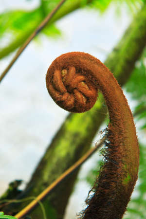 Curled young fern in nature, brown young fern
