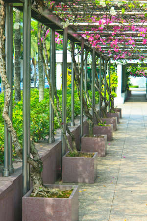 Stone walkway in the park , walk way and treeの写真素材