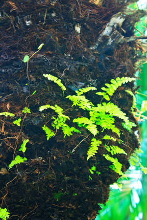 green little fern growing on palm tree の写真素材