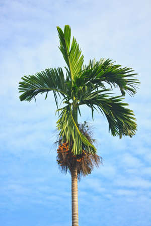 Palm tree with fruit and blue sky background の写真素材