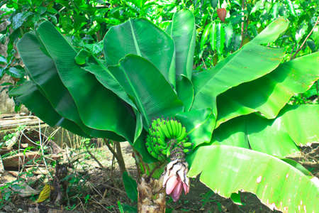 Banana blossom on tree in garden with daylight の写真素材