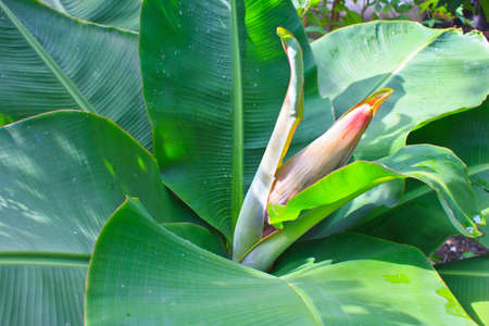 Banana blossom and bunch on tree in the gardenの写真素材