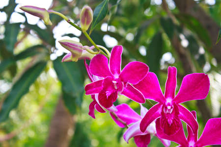 Purple orchid flowers in the gardenの写真素材