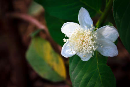 guava flower on tree in the gardenの写真素材