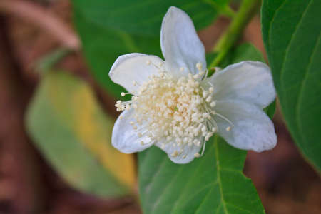 guava flower on tree in the gardenの写真素材
