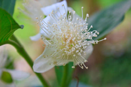 guava flower on tree in the gardenの写真素材