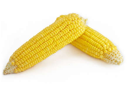2 of corns on the white backgroundの写真素材