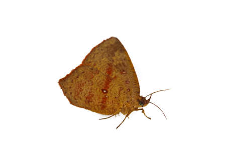 A brown Butterfly resting on white backgroundの写真素材