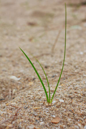 A Green plant is growing in sand. の写真素材