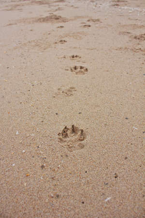 many dog paw prints on the beachの写真素材