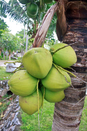Young green coconuts at tree in gardenの写真素材