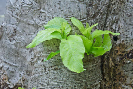 A Green plant is growing on treeの写真素材