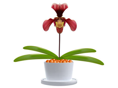 orchidのイラスト素材