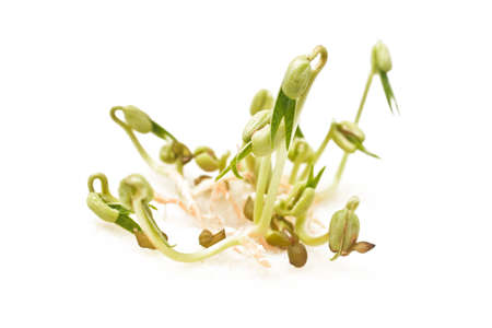 Sprouted mung beans on the white backgroundの写真素材