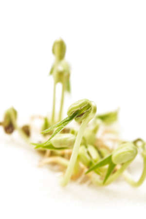 Sprouted mung beans on the white backgroundの写真素材