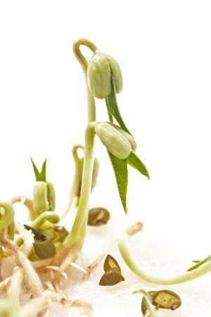 Sprouted mung beans on the white backgroundの写真素材