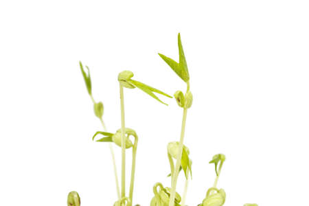 Sprouted mung beans on the white backgroundの写真素材