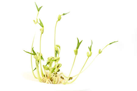 Sprouted mung beans on the white backgroundの写真素材