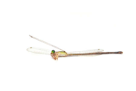 close-up of a dead dragonfly on white backgroundの写真素材