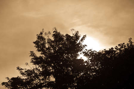 tree top with vintage grunge texture , vintage styleの写真素材