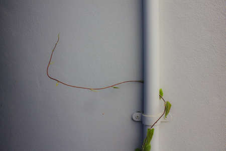  drainpipe against a white wall with ivy growing up の写真素材