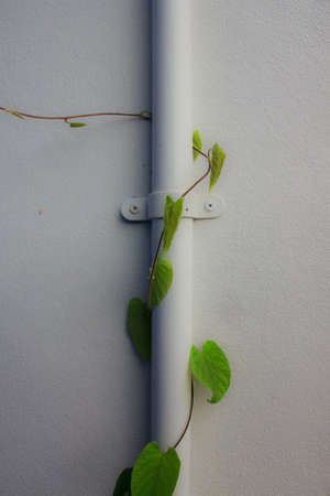  drainpipe against a white wall with ivy growing up の写真素材