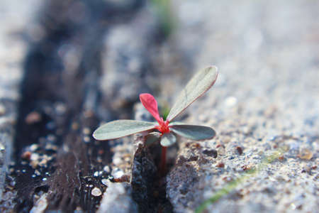 New young plant growing from crack concreteの写真素材
