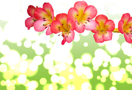 Colorful flowers with bokeh の写真素材
