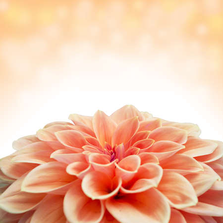 Close - up of an orange dahlia Bloom の写真素材
