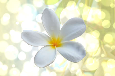 Beautiful Frangipani with the bokeh の写真素材