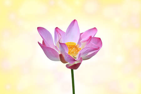 Beautiful Lotus flower with .の写真素材