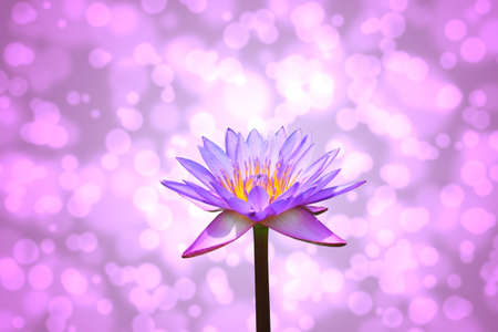 Lotus or water lily flower の写真素材
