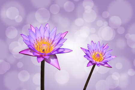 Lotus or water lily flower on bokehの写真素材