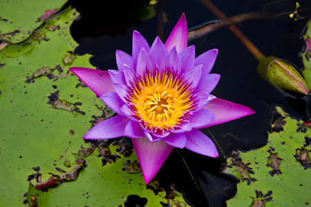 Lotus or water lily flower in the pondの写真素材