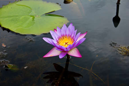 Lotus or water lily flower in the pondの写真素材