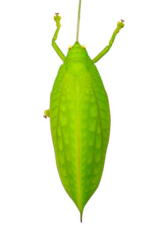 Green giant katydid Stilpnochlora couloniana (pseudophyllus hercules) isolatedの写真素材