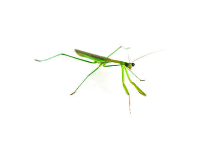 Green Preying Mantis isolated on white . の写真素材