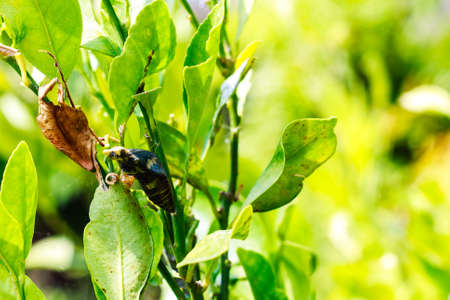 A butterfly chrysalis  hanging on plant leafの写真素材
