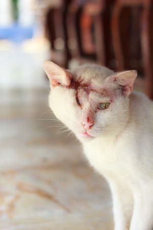 injured white cat , one - eyedwhite catの写真素材