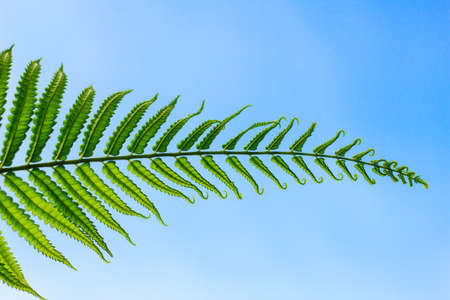 A tree ferns leaf in blue sky の写真素材