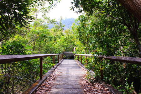concrete bridge through the mangrove reforestationの写真素材