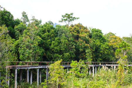 concrete bridge through the mangrove reforestation の写真素材