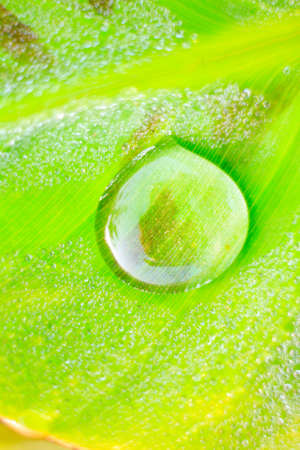 Water drop on a green banana leaf の写真素材