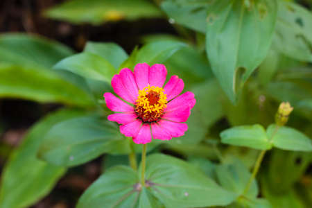 A beautiful pink zinnia in the gardenの写真素材
